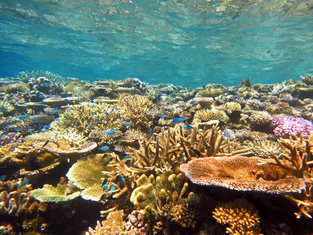 Mai Dive' Astrolabe Reef Resort Naqara Exterior foto